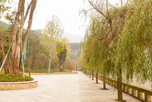 林荫小道的静谧风光