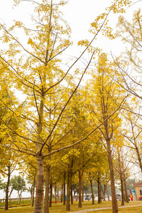 秋日银杏林 金黄醉人意