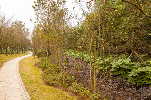 林间蜿蜒小径 绿意盎然