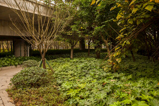 庭院绿植景观一角