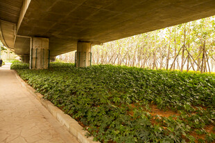 桥下绿植小道景观