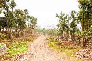 乡间土路 两旁绿树成荫