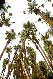 仰视高耸入云的棕榈树林