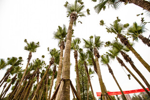 高耸入云的棕榈树景观