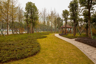 公园小径绿意盎然景观美
