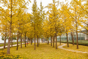 秋日金黄树林美景
