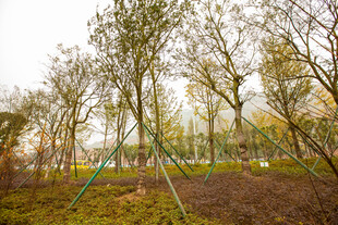 秋日树林间的树木景象