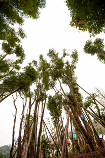 仰视葱郁树林景观