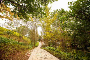 林间小径 秋色宜人