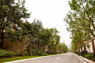 宁静林荫道路景观