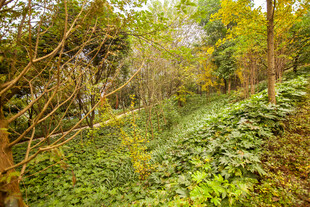 茂密丛林中的繁茂植被