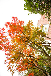 秋日绚烂彩叶树木景观