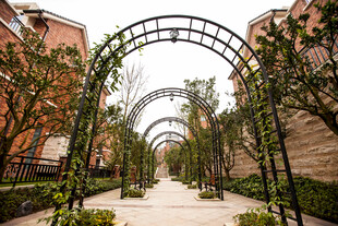 拱形绿植装点的美丽步道