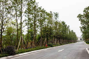 林荫大道 清新自然之路