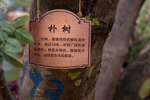 树上补树标识牌