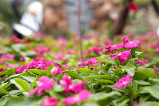 娇艳粉色花卉绽放