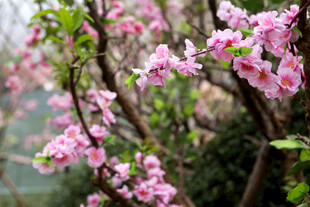春日绽放的粉嫩花枝