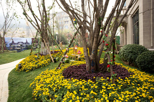 庭院多彩花卉景观