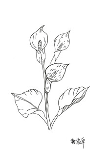 手绘花卉线条图