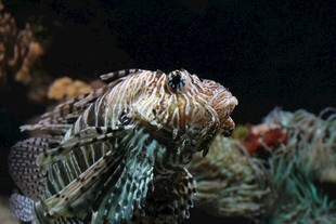 凶猛狮子鱼特写