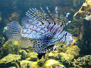 水中绽放的美丽狮子鱼