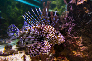 海洋中的斑斓狮子鱼