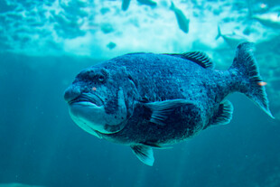 深海大鱼在水中悠游