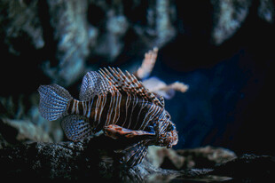 水族馆中的条纹狮子鱼