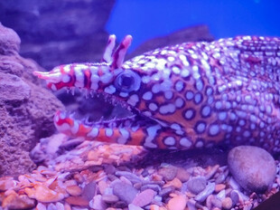 多彩海蛞蝓栖息于礁石间