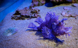 海底紫色海星特写