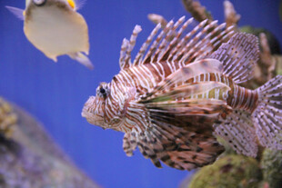 海洋中的狮子鱼特写