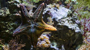 海底海星与多彩礁石景观
