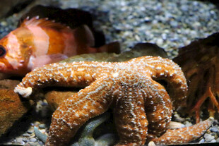 海底的海星与章鱼