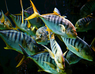 群游的多彩热带观赏鱼