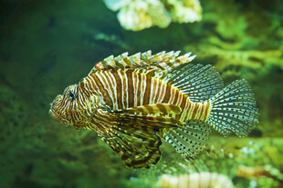 美丽狮子鱼在海底游动