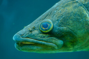 深海大眼鱼特写