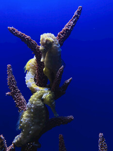 海底世界的可爱海马