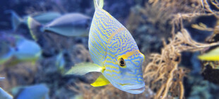 海洋中游动的多彩鱼类