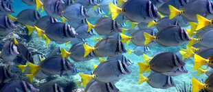 海底五彩斑斓的鱼群