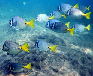 海底畅游的多彩热带鱼