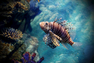海洋中的斑斓狮子鱼