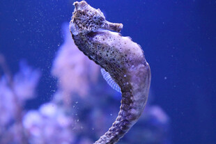 优雅海马于水中曼妙姿态