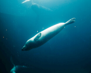 水中畅游的优雅海豹