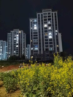 夜幕下的高层住宅与绿植