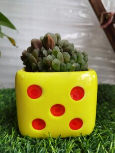 骰子造型黄盆中的多肉