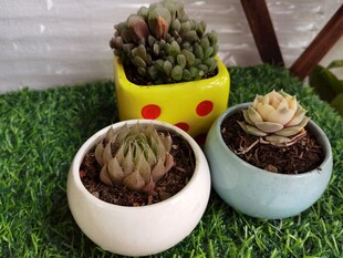 多彩小盆栽萌趣多肉植物