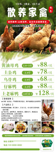散养柴鸡养殖宣传页