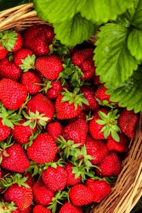 篮子里的新鲜红草莓