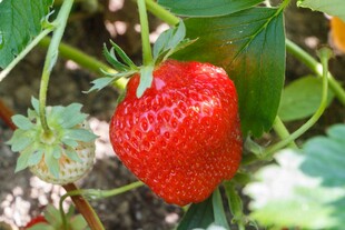 鲜红饱满的成熟草莓