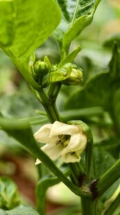 青椒植株上的白色花朵
